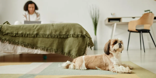 Ever Wonder Why Your Pet Keeps Switching Spots to Sleep?