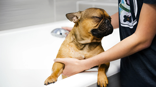 Why Your Dog Hates Grooming Time and How to Fix It?
