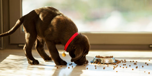 When Your Pet Turns Mealtime Into a Splash Zone