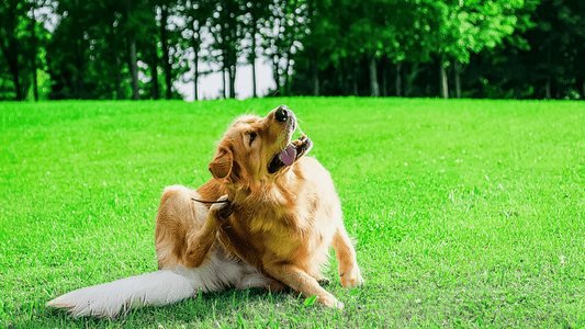 Why Your Dog Keeps Scratching: Common Skin Issues and How to Help - Tilting Heads