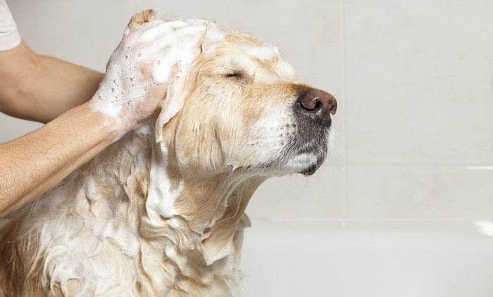 How to Choose the Right Shampoo for Your Pet’s Sensitive Skin - Tilting Heads