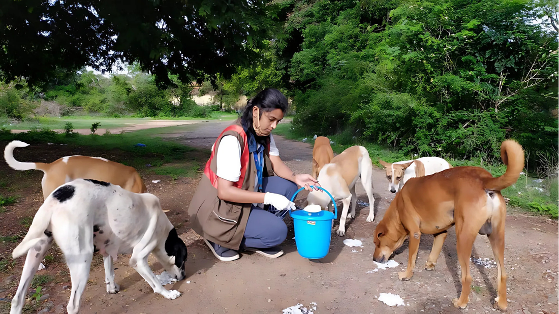 No Feeding in Public Places: Supreme Court’s Stand on Stray Dog Management