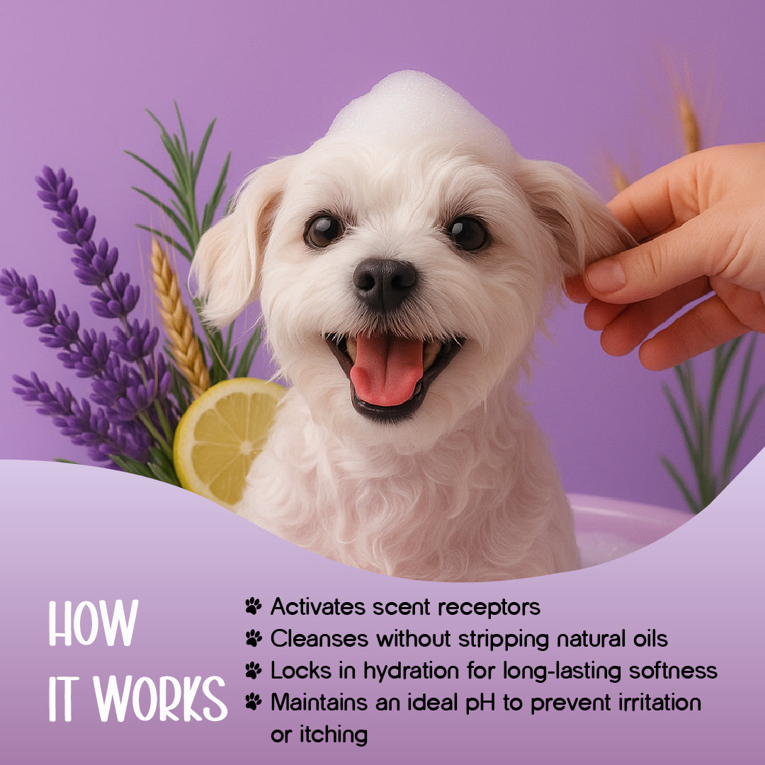 Therapeutic Aromatherapy Dog Shampoo - Tilting Heads