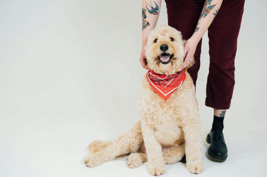 Why Your Dog’s Skin Microbiome Matters: Tips for Healthy Skin & Coat - Tilting Heads