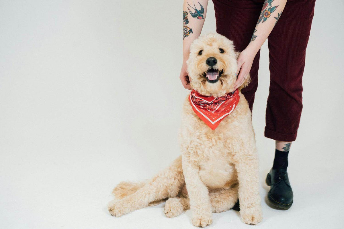 Why Your Dog’s Skin Microbiome Matters: Tips for Healthy Skin & Coat - Tilting Heads