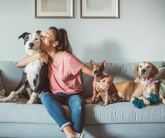 Unleash Your Pet's Comfort: Navigating Pet Allergies with Ease