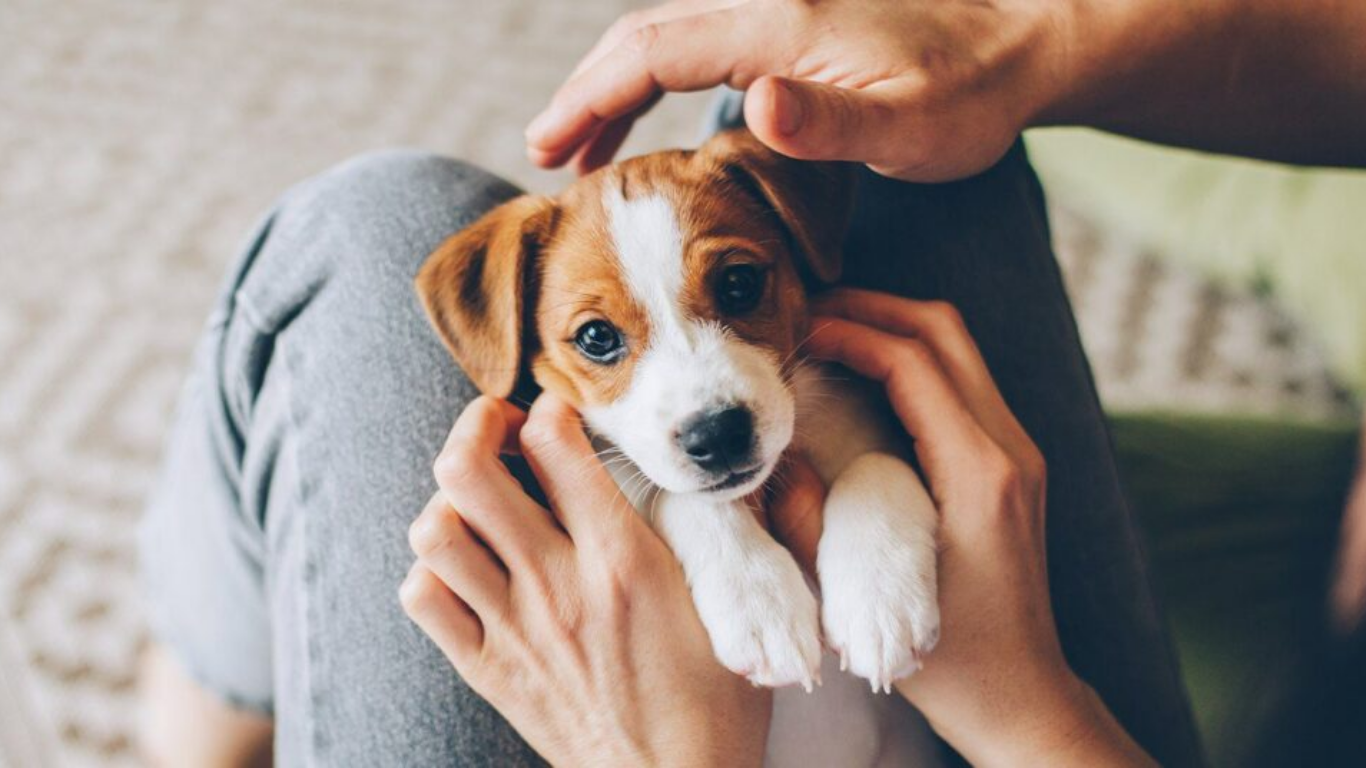 Things You Should Know Before Bringing a Pet into Your Home