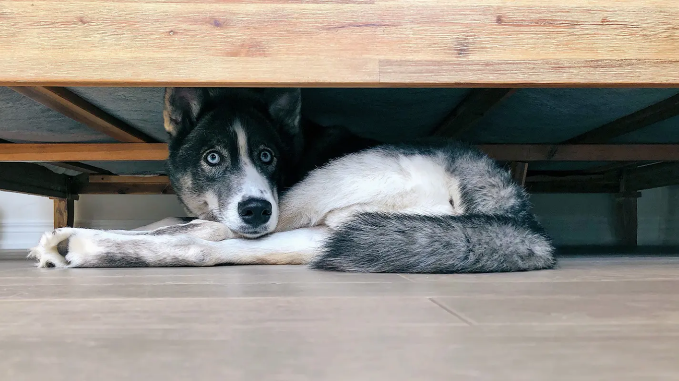 How Long It Takes for a Pet to Settle Into a New Home?