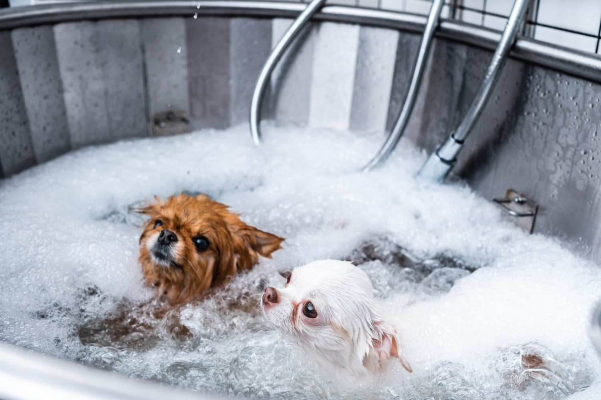 How Often Should You Bathe Your Pet? A Guide for Healthy Skin and a Happy Coat - Tilting Heads