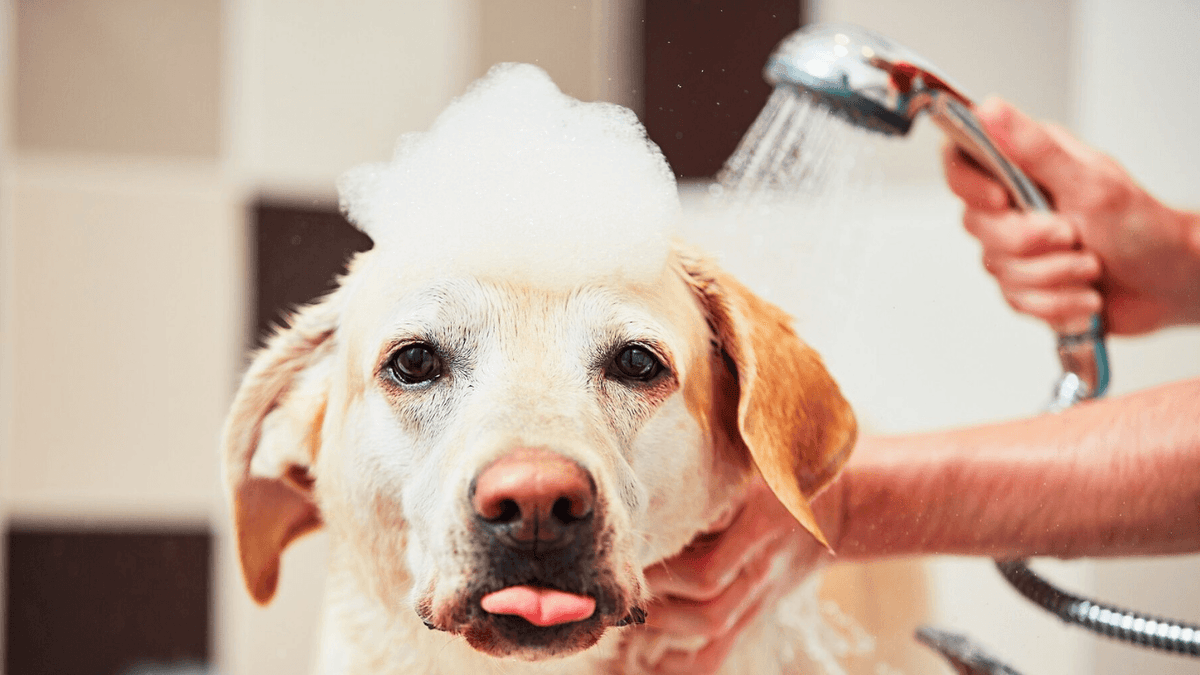 The Ultimate Tick & Flea Defense Plan for Your Dog : Are You Missing This Key Step? - Tilting Heads