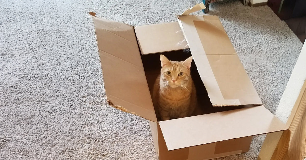 Why Your Cat Keeps Curling Up in the Weirdest Places - Tilting Heads