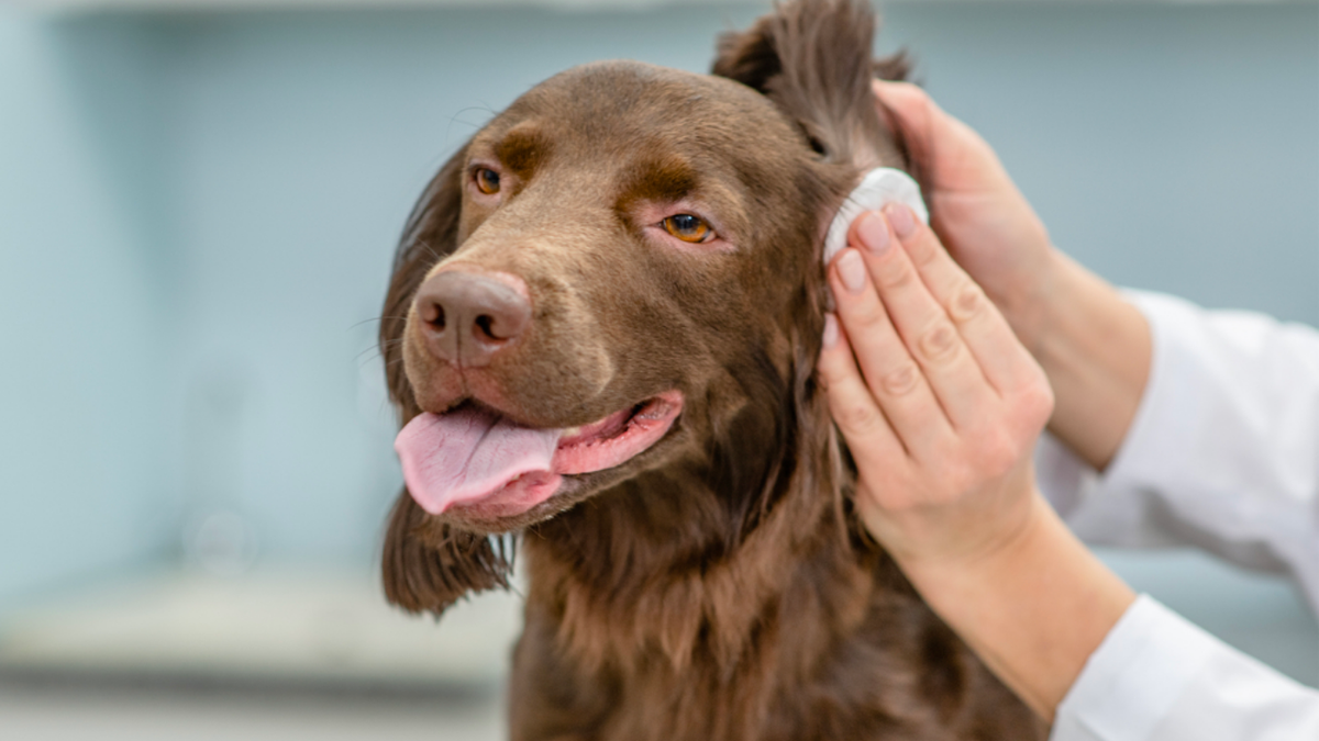 Top 7 Signs Your Dog Might Have an Ear Problem (and How to Prevent It) - Tilting Heads