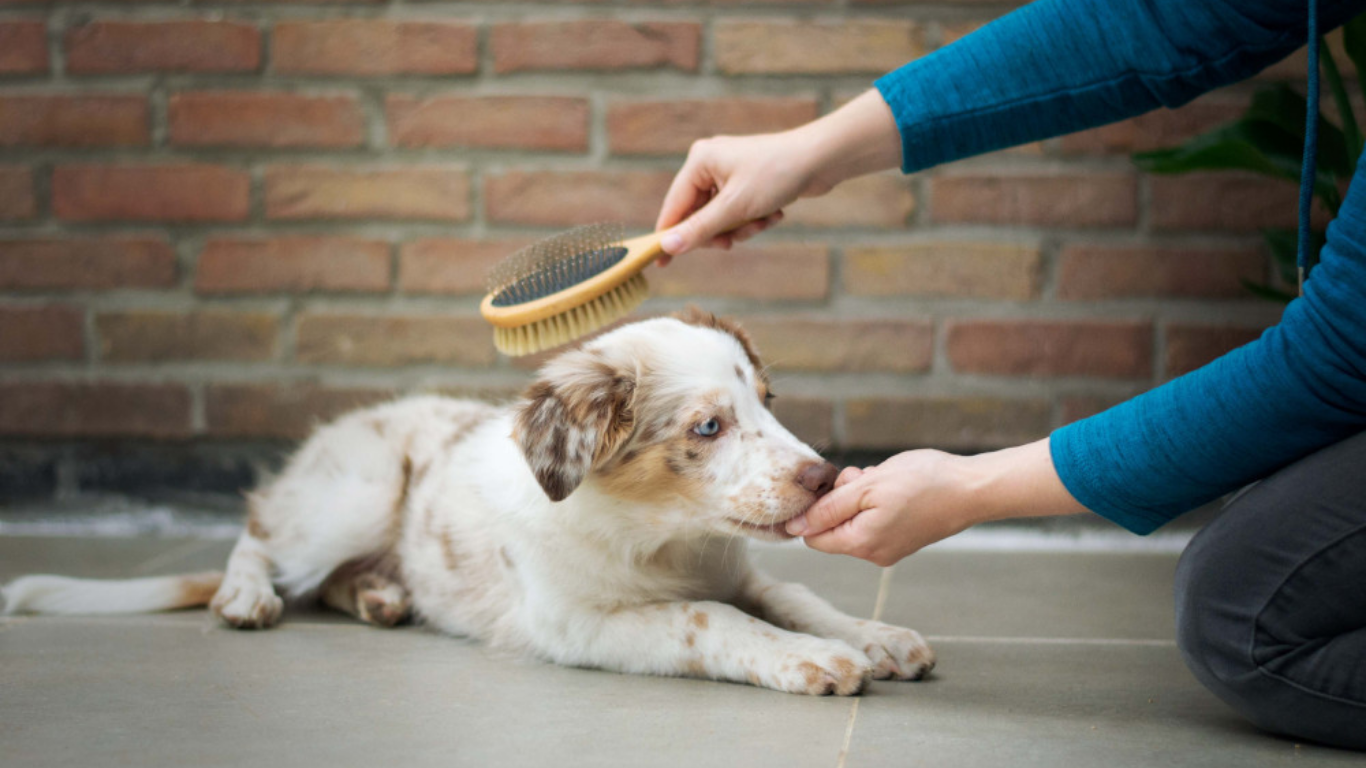 Daily Grooming or Over-Grooming? The Difference Many Pet Parents Don’t Know