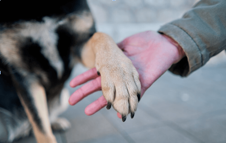 How to Trim Your Dog’s Nails Without Stress: A Complete Guide - Tilting Heads