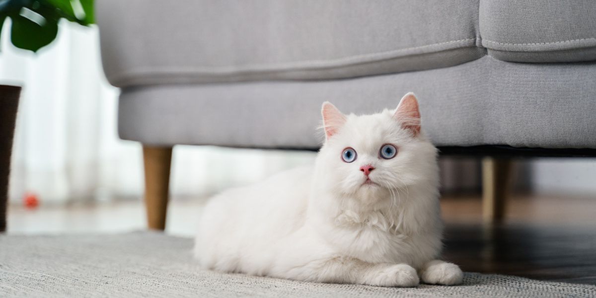The Secret Behind Persian Cats’ Love for Cozy Corners - Tilting Heads