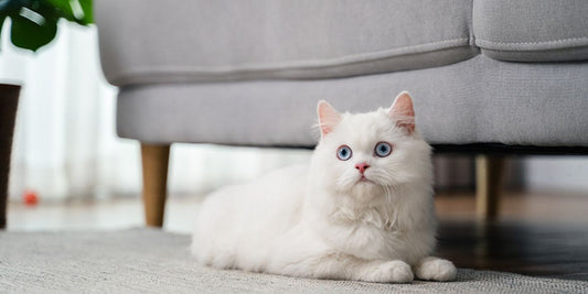 The Secret Behind Persian Cats’ Love for Cozy Corners