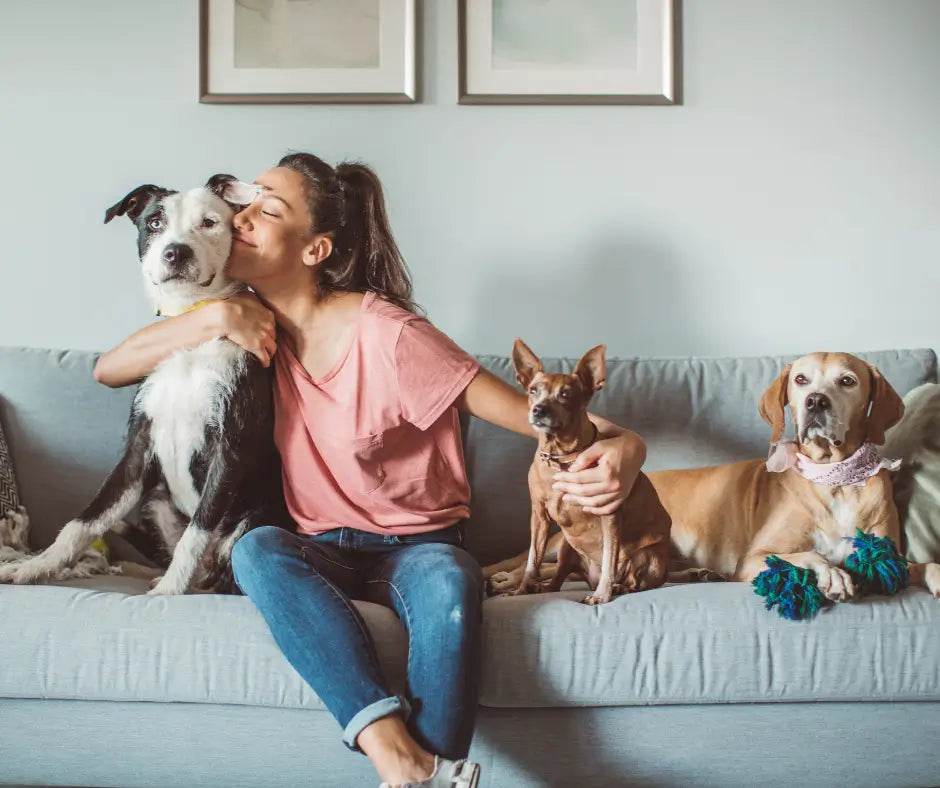 Unleash Your Pet's Comfort: Navigating Pet Allergies with Ease - Tilting Heads