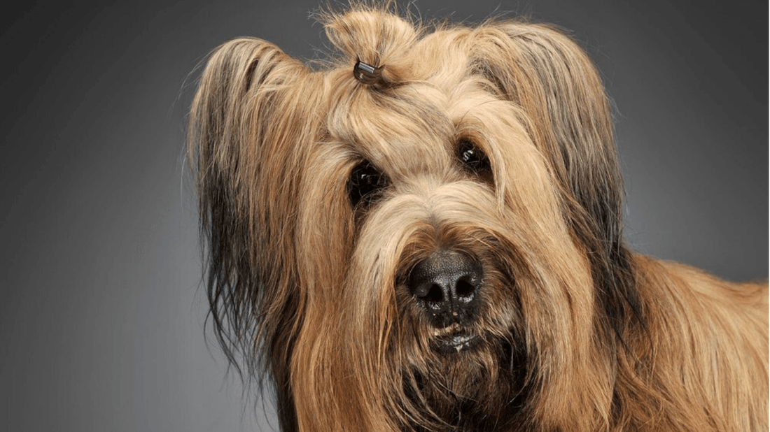 Why Your Dog’s Bad Hair Day Could Be a Sign of Something Bigger - Tilting Heads