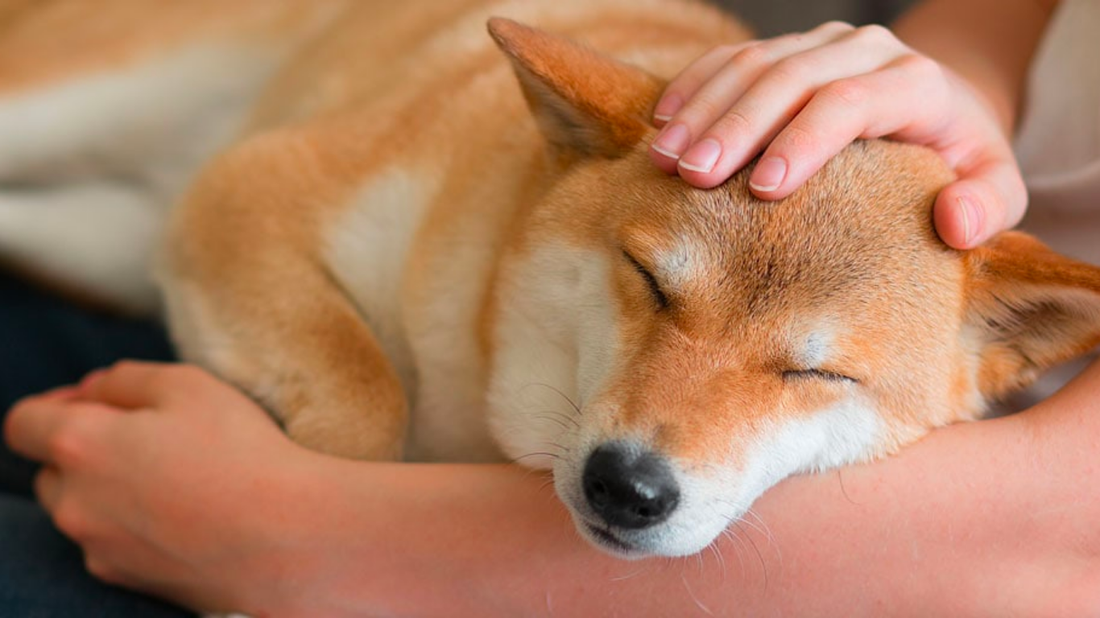 Is Your Pet Really Sleeping Well? Here’s What Most Parents Miss - Tilting Heads