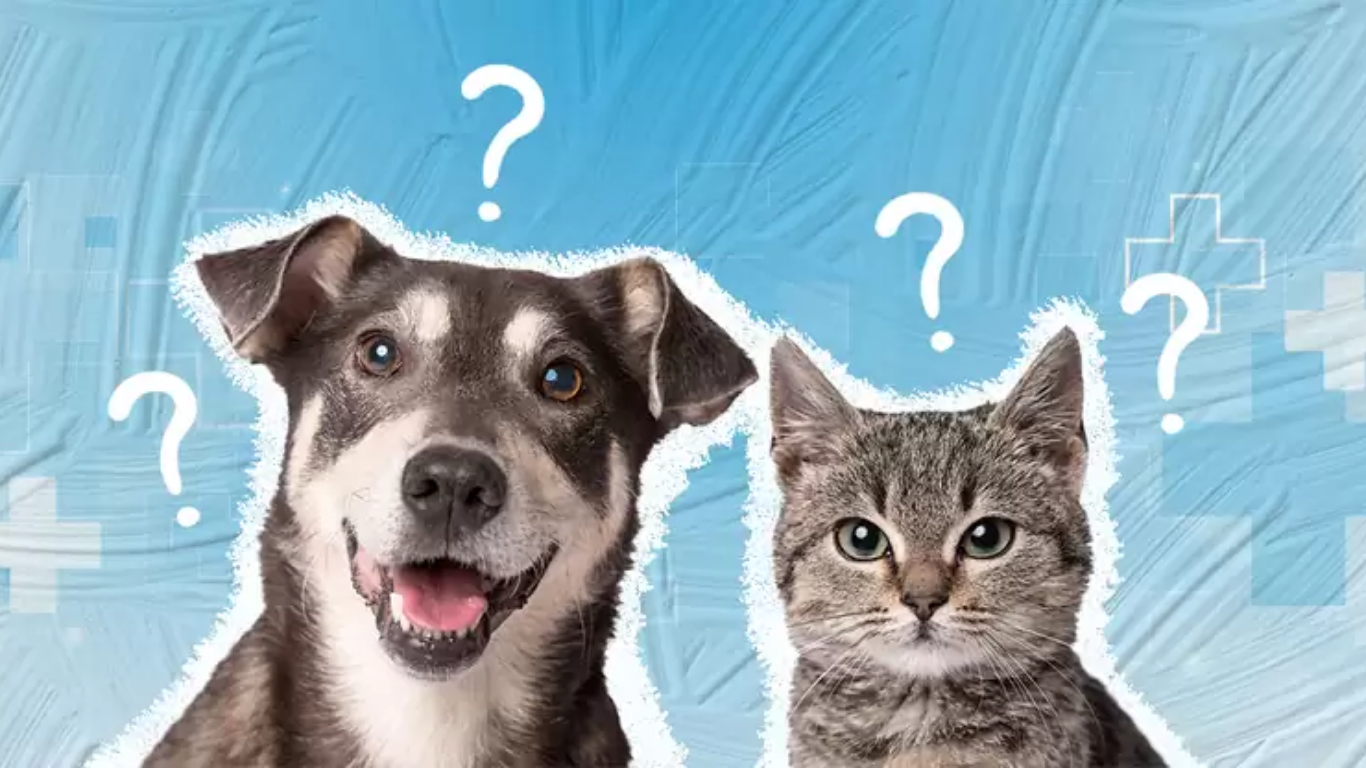 5 Pet Care Myths Most Pet Parents Still Believe