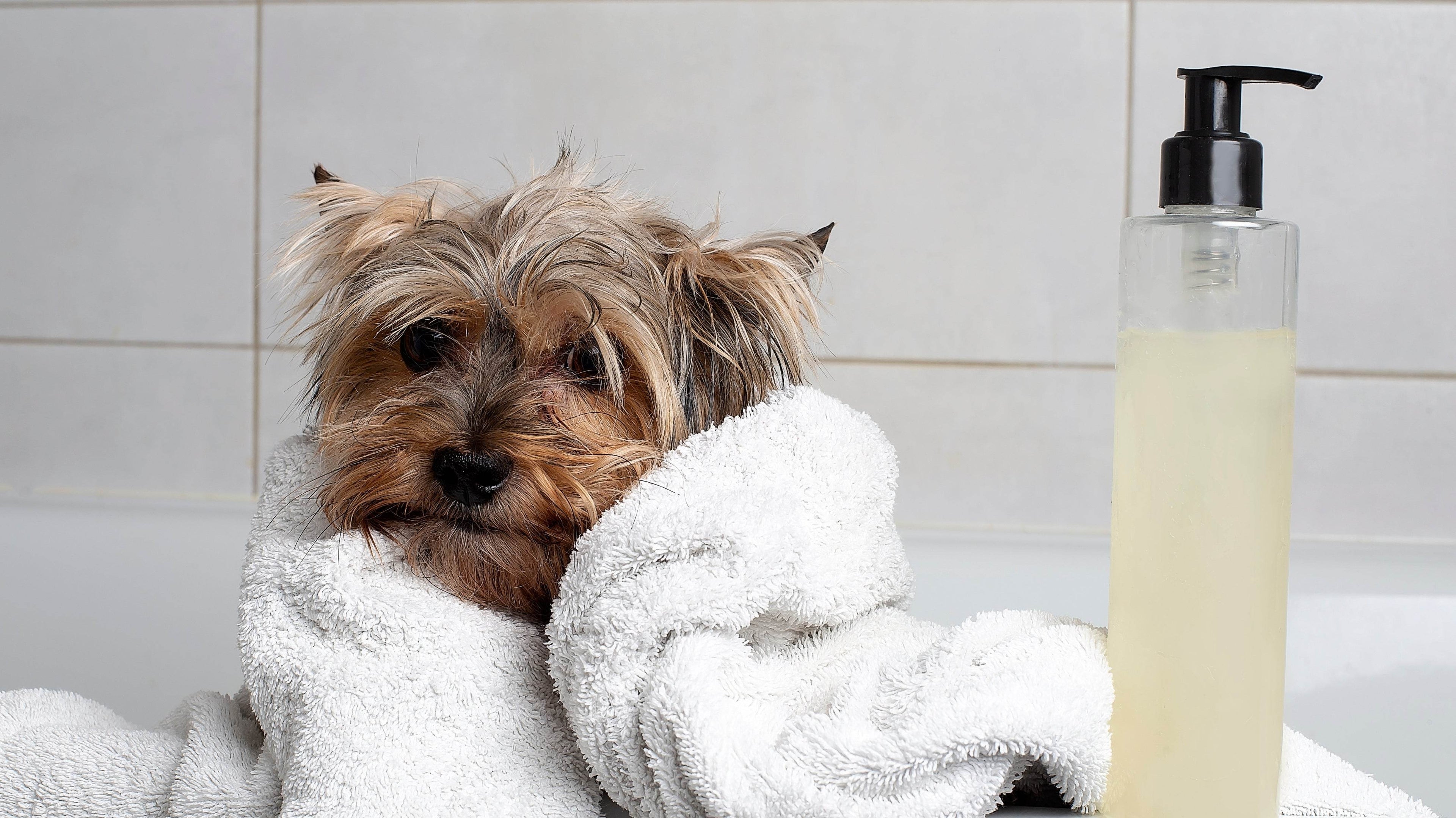 The Truth About DIY Dog Shampoos: Are They Safe? - Tilting Heads