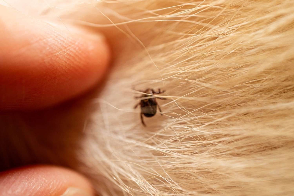 Tick & Flea Protection for Dogs: Keeping Your Pet Safe, Happy, and Pest-Free - Tilting Heads