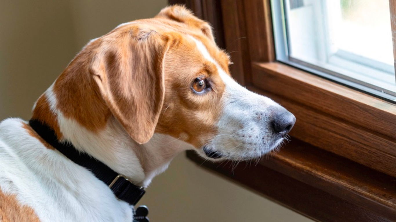 Common Behaviour Problems That Are Actually Boredom in Disguise - Tilting Heads