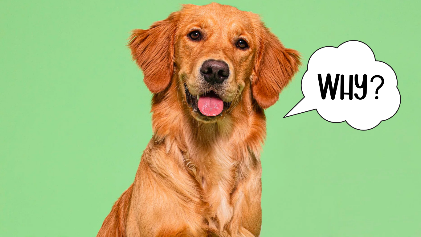 Why Golden Retrievers Shed So Much and How to Keep It Under Control - Tilting Heads