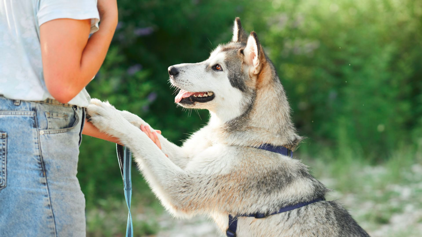 Tips for Husky Owners to Handle the Summer Heat - Tilting Heads