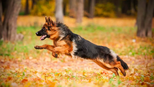 Essential Paw Care Tips for German Shepherds Who Love Hikes, Treks, and Walks