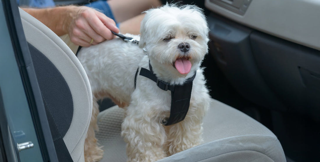 When Every Car Ride With Your Pet Feels Like a Balancing Act - Tilting Heads