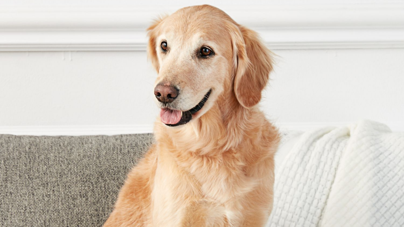 Did You Know Dogs Have Three Hidden Senses? Here’s What Science Says - Tilting Heads