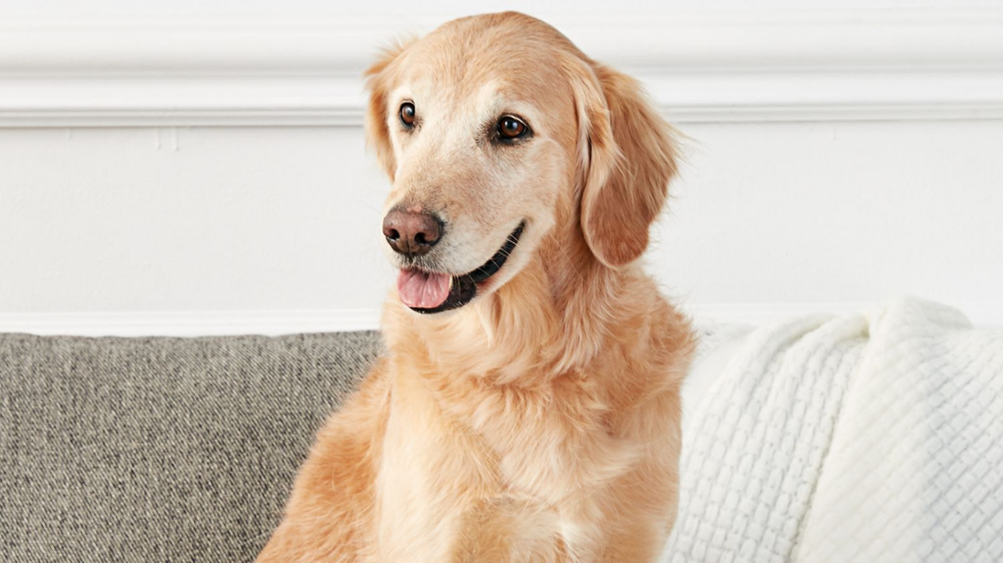 Did You Know Dogs Have Three Hidden Senses? Here’s What Science Says - Tilting Heads
