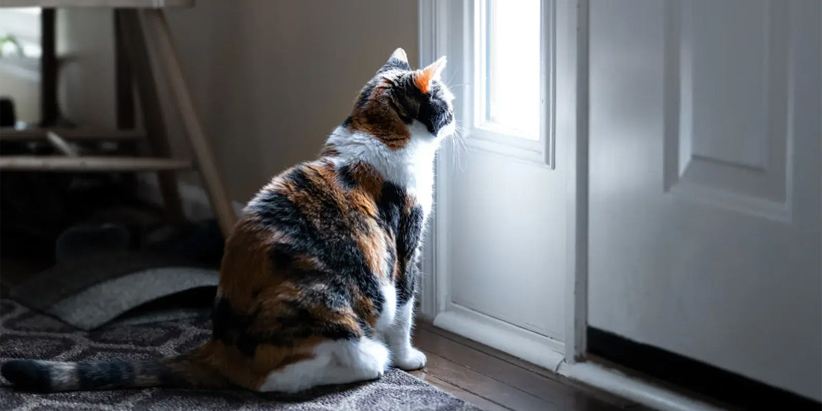 The Way They Wait by the Door Says Everything - Tilting Heads