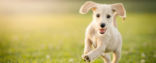 Seasonal Grooming Tips: Keeping Your Dog’s Coat Healthy Year-Round