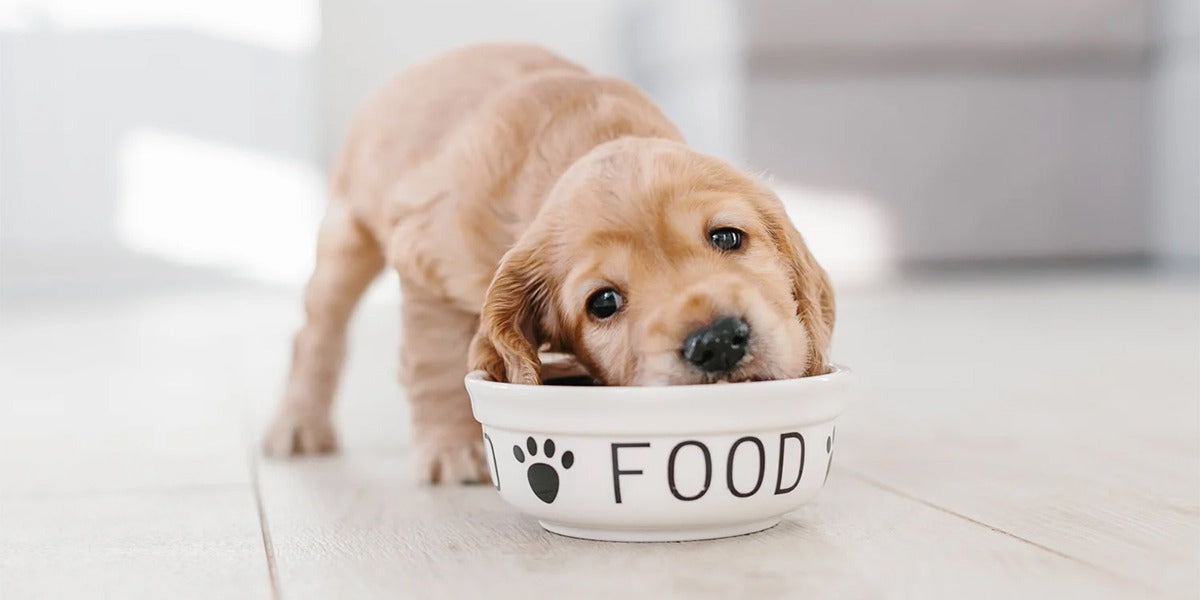 How to Stop Pet Boredom with Smart Play and Snack Time - Tilting Heads