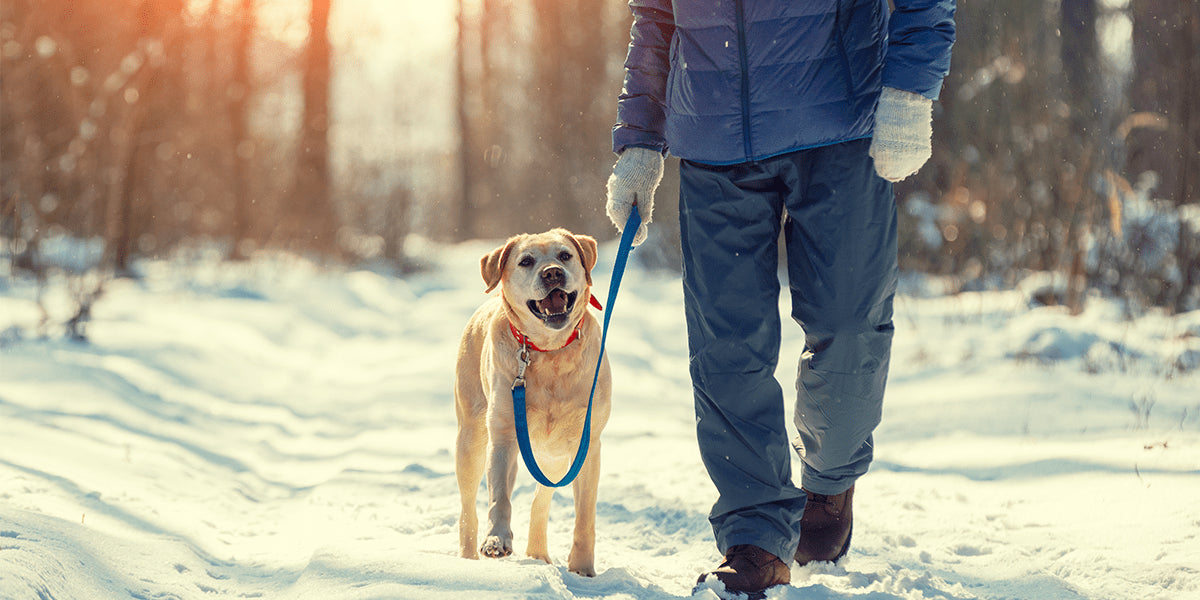How to Keep Winter Walks Warm and Worry Free for Your Pet - Tilting Heads