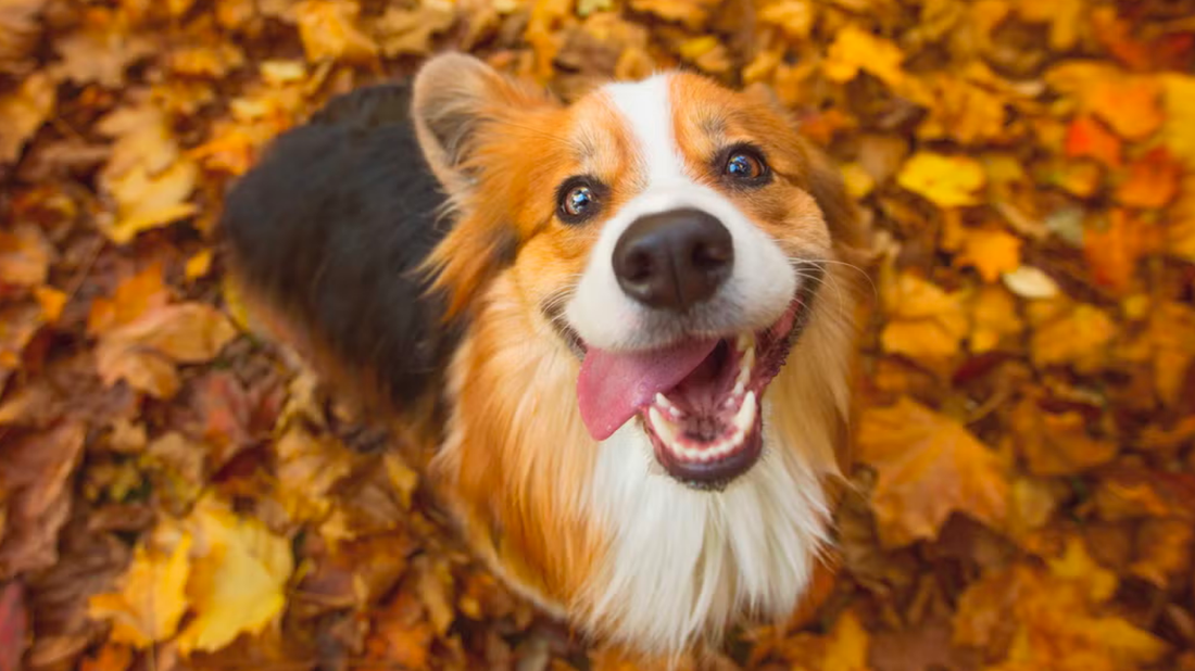 8 Easy DIY Brain Games to Keep Your Dog Mentally Active