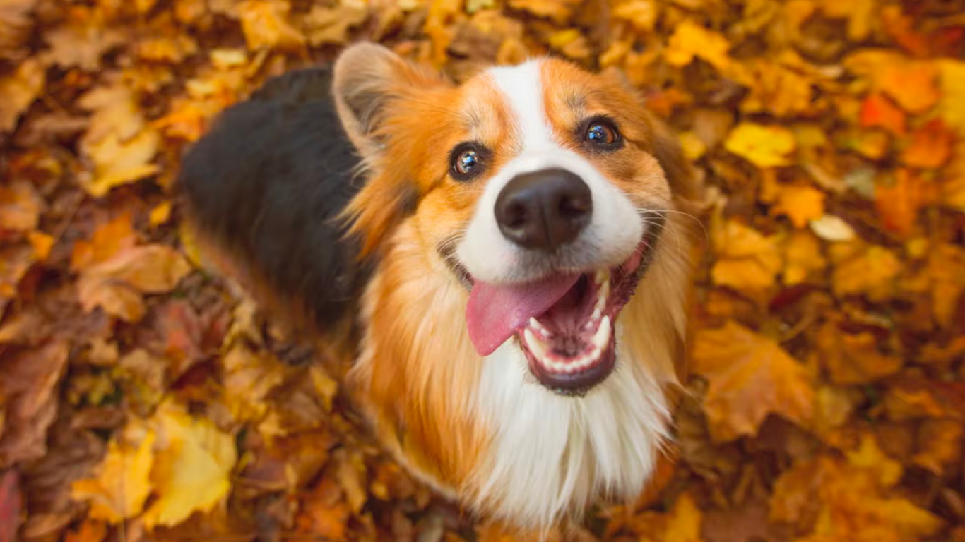 8 Easy DIY Brain Games to Keep Your Dog Mentally Active - Tilting Heads