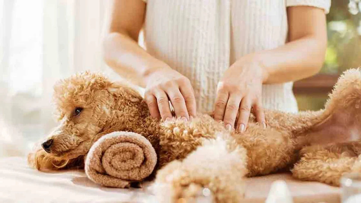 Common pet grooming mistakes to avoid for dogs and cats