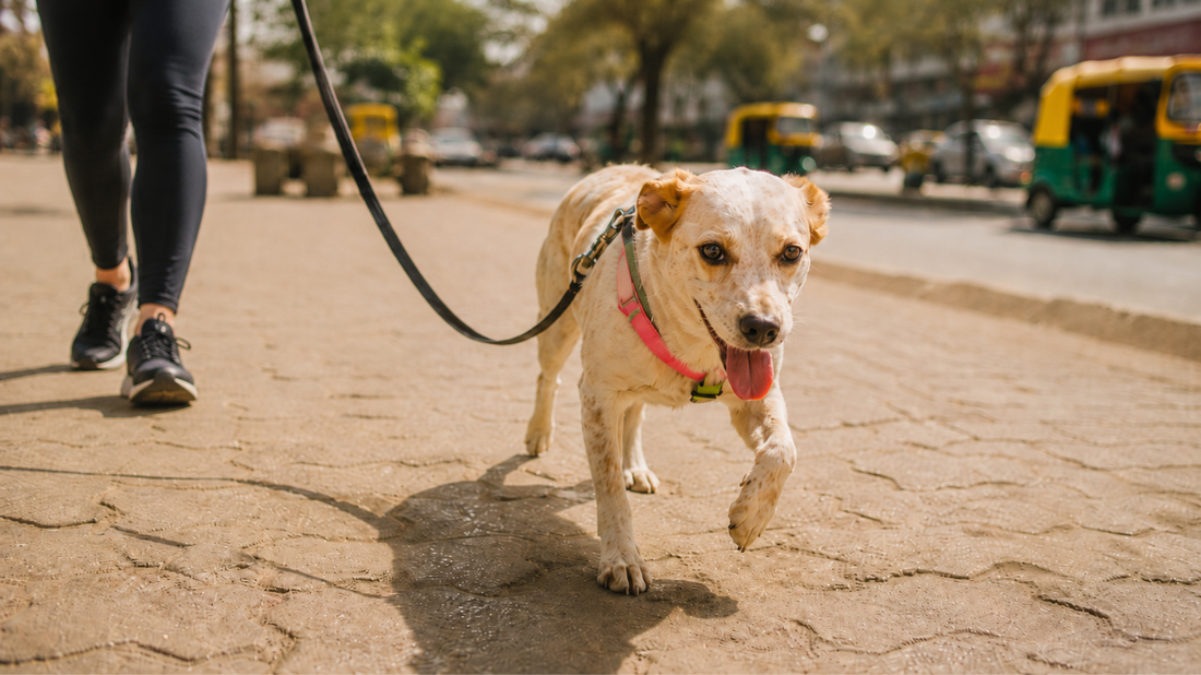 Hot Pavement & Dog Paws: Summer Paw Safety Guide for Indian Pet Parents