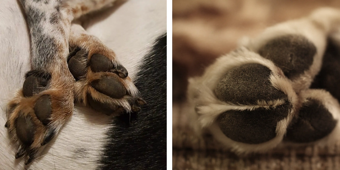 How To Keep Your Dog’s Paws Clean After Walks