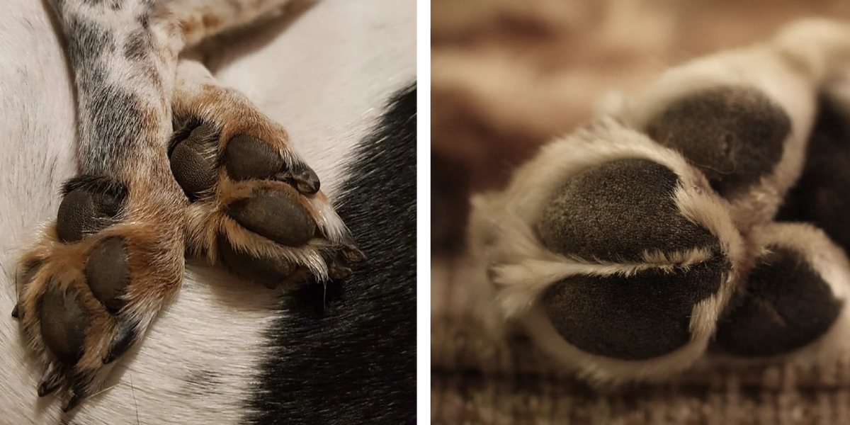 How To Keep Your Dog’s Paws Clean After Walks