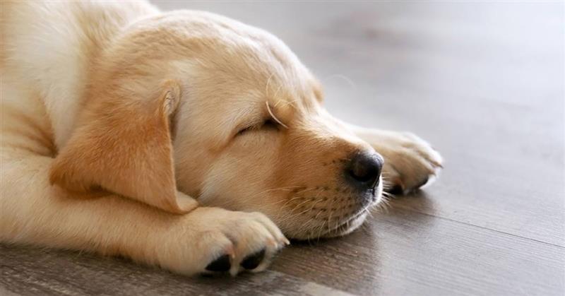 Why Your Dog Sleeps More in Winter and What They’re Really Asking For ? - Tilting Heads