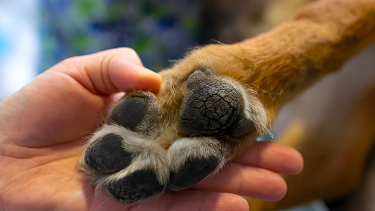 The Secret to Keeping Your Dog’s Paws Safe in Any Weather