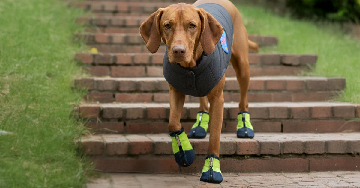 Best Dog Winter Shoes: How Denim Boots Keep Your Pet Warm, Cozy and Slip-Free in Winter - Tilting Heads