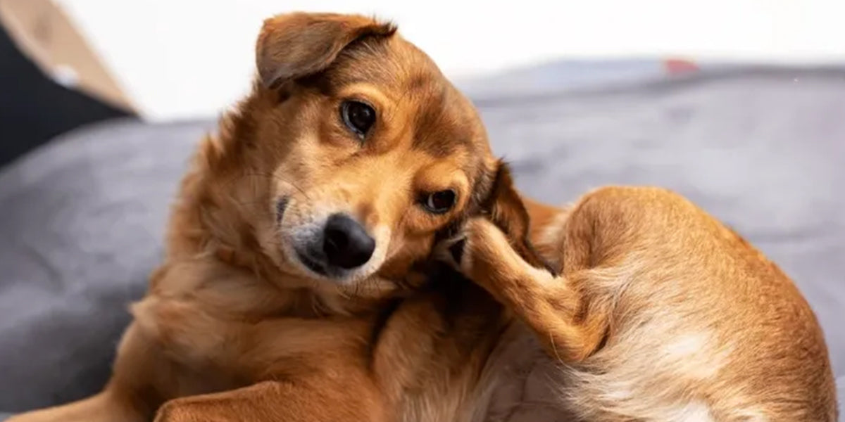Why Your Pet Keeps Scratching Their Ears and How to Help Gently - Tilting Heads