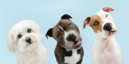 Why Do Dogs Tilt Their Heads? The Science Behind This Adorable Habit - Tilting Heads