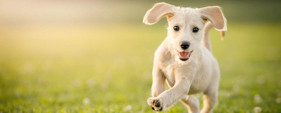 Seasonal Grooming Tips: Keeping Your Dog’s Coat Healthy Year-Round - Tilting Heads