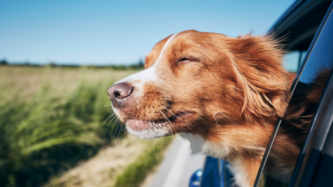 How to Keep Your Car Clean and Your Pet Comfortable — The Smart Way to Travel Together